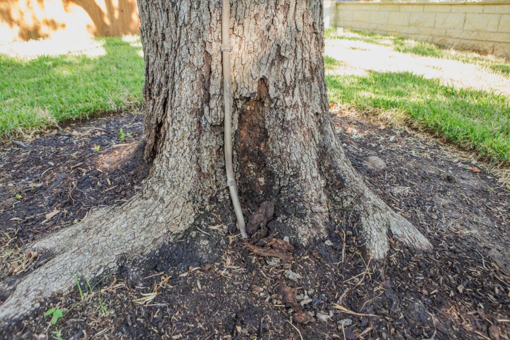 stump removal