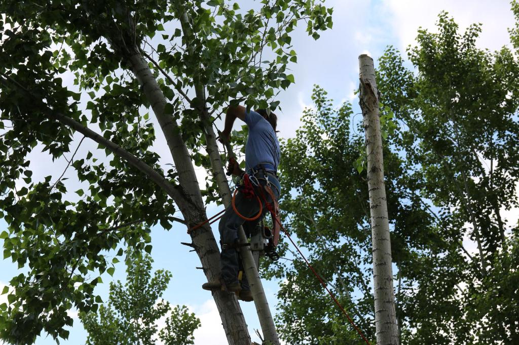 tree lopping