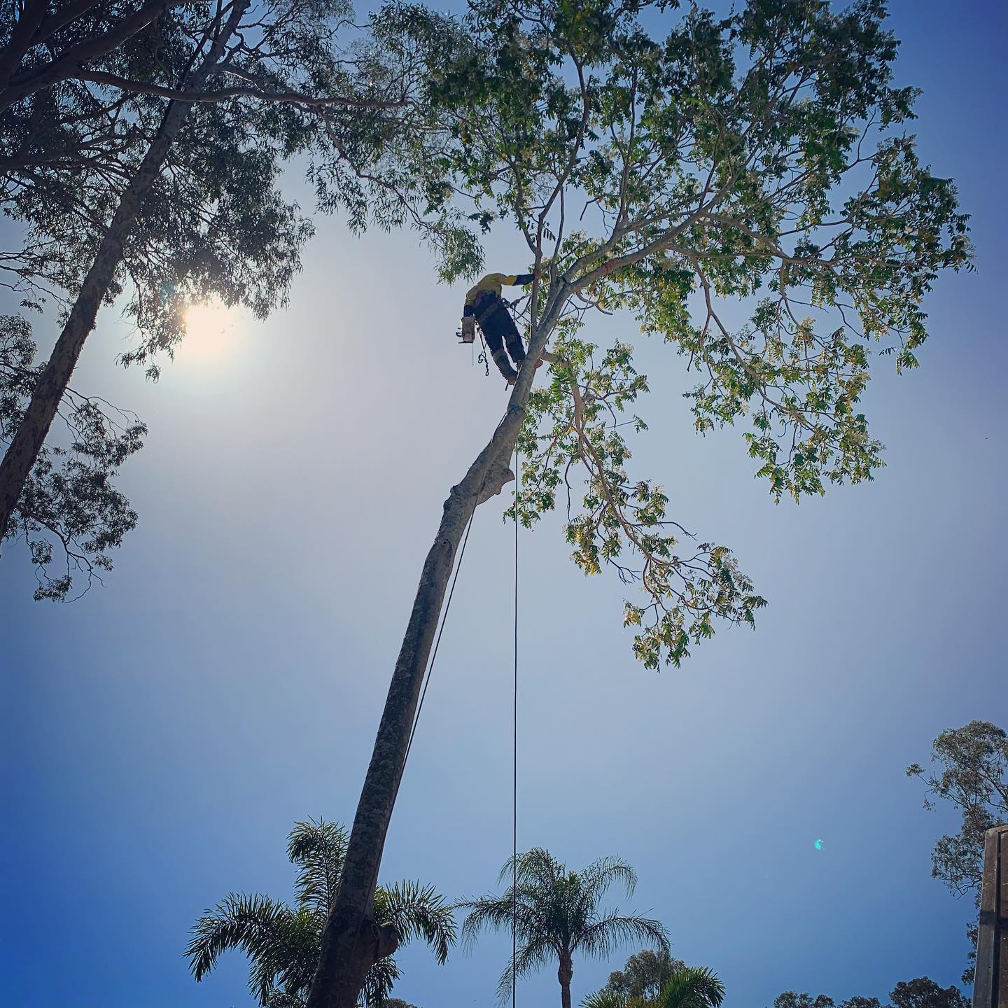 Top 7 Benefits of Professional Tree Services for Homeowners - Crystal ...